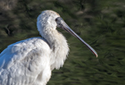 Royal Spoonbill1179 copy.jpg